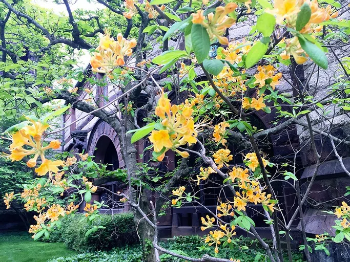 Flowers and Alexander in Spring