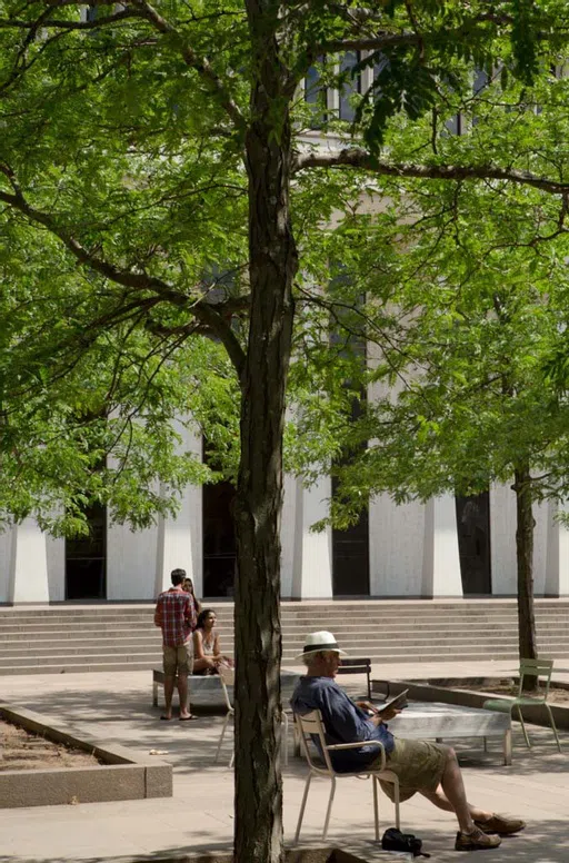 Tree in the courtyard