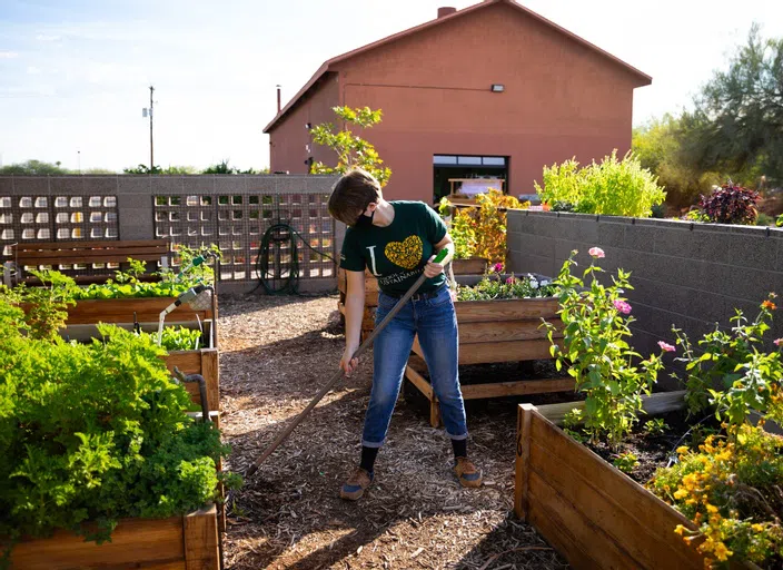 A person rakes mulch around four raised garden beds. 