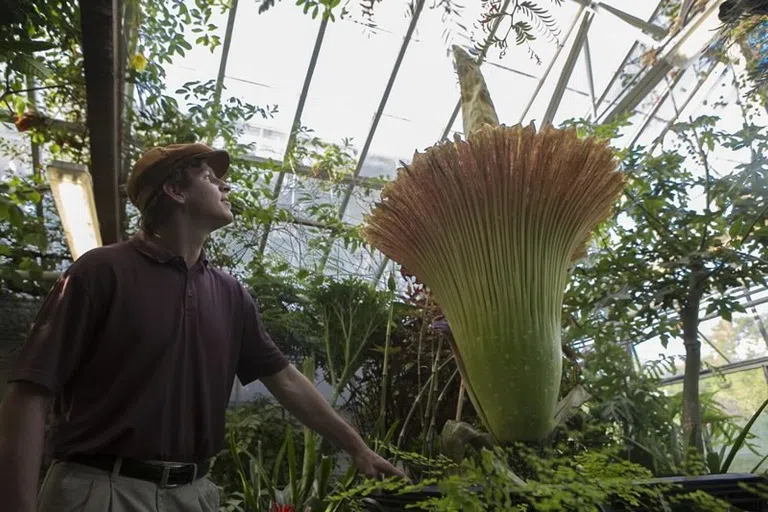 Plants in the greenhouse