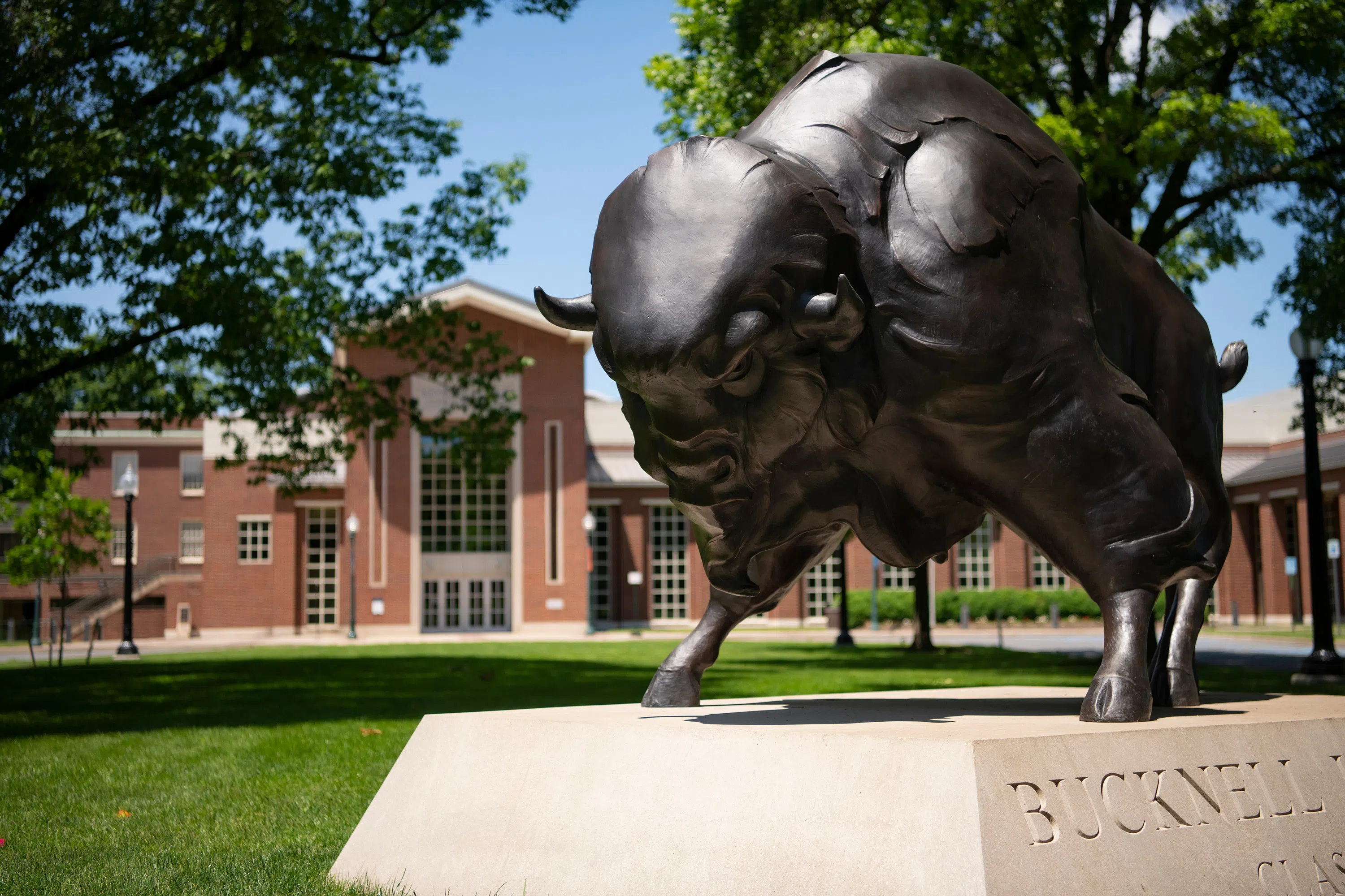 a close-up of a large bison statue outside of Kenneth Langone Athletics & Recreation Center