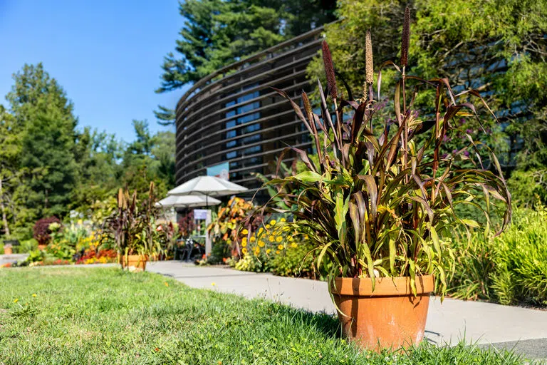 Pots of millet sit along a sunny sidewalk outside the Nevin Welcome Center.