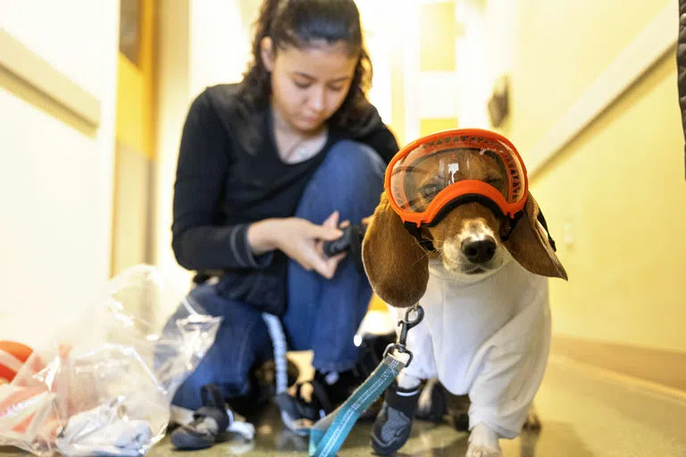 A student sits behind Nugget, a service dog who is wearing red goggles, at the Animal Health Diagnostic Center.