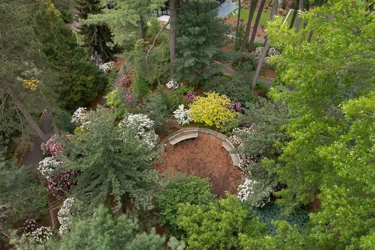 An aerial view of the Comstock Knoll rhododendron collection in peak bloom at Cornell Botanic Gardens, among tall pines and maple trees, with mulched paths throughout and a central sitting area with curved benches.