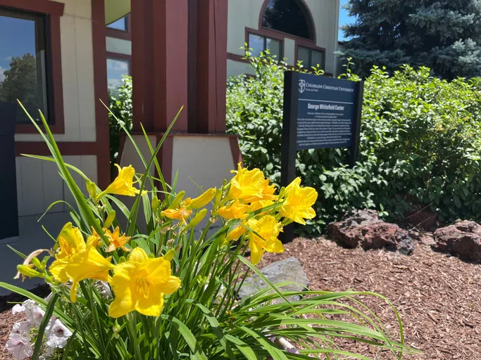 yellow flowers in front of the George Whitefield sign