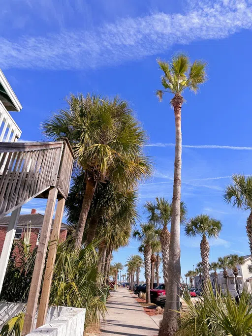 Image of palm trees and sidewalk leading to the beach 