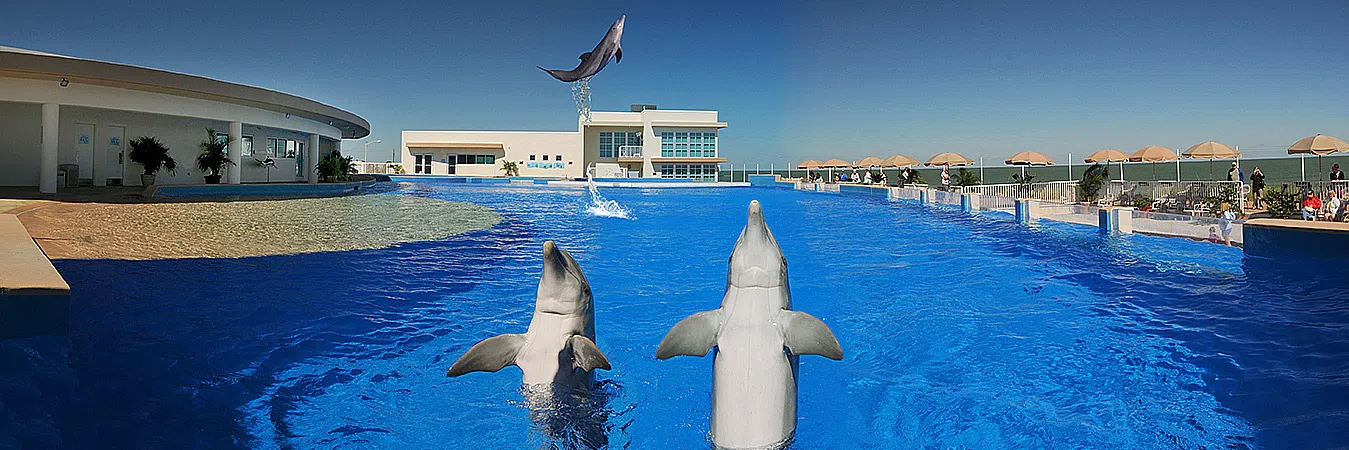 Seaside Dolphin Pool