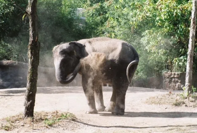 An elephant throws dirt on itself at the STL Zoo