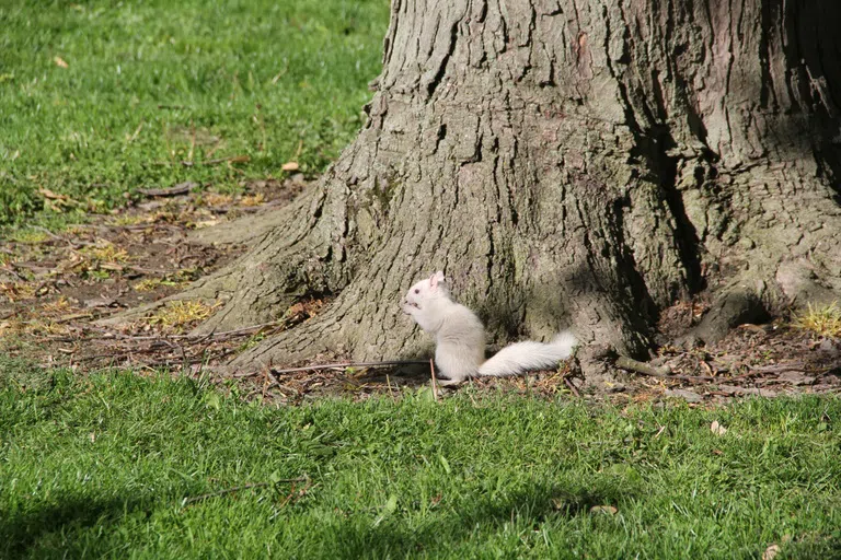 A white squirrel is under a tree. 