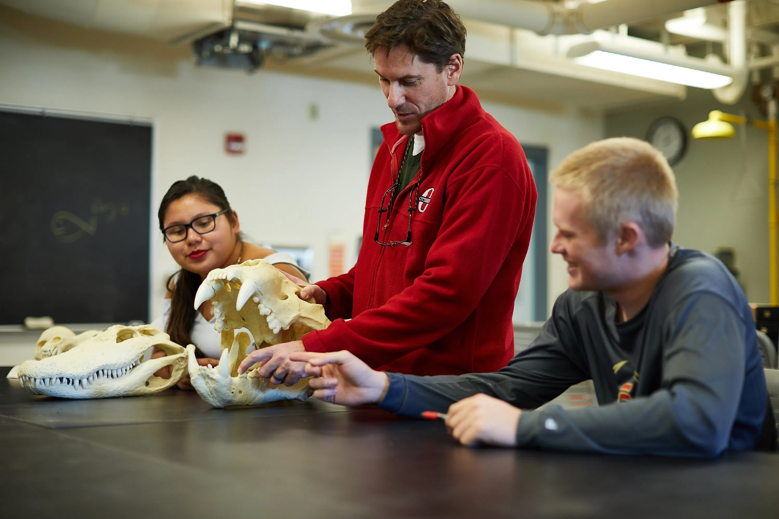 Three people are looking at a tiger skull and conducting observation on it.