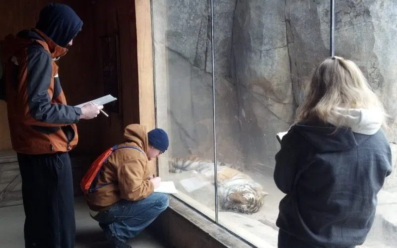 3 people observe a tiger behind the glass at the Columbus Zoo