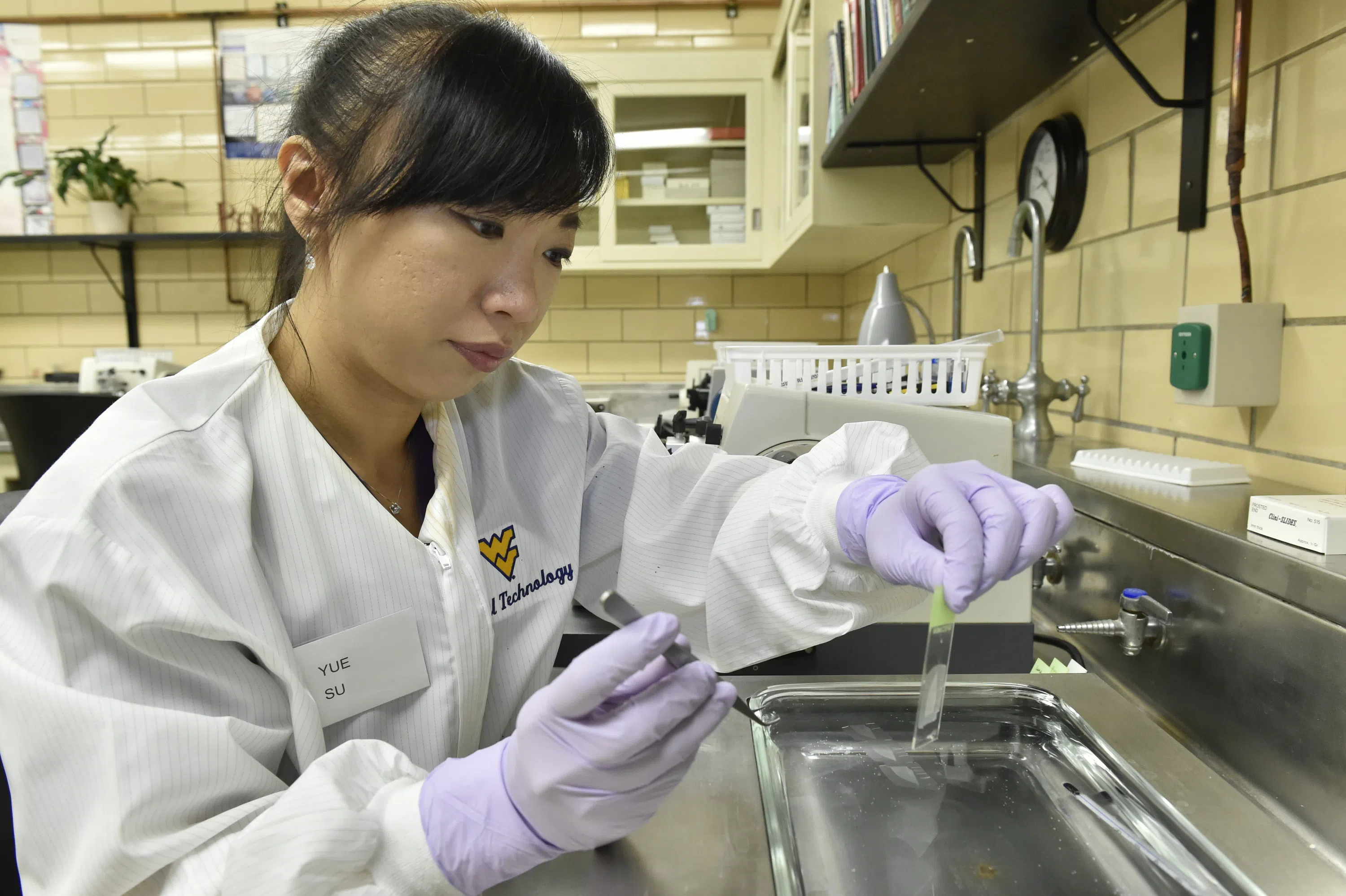 A student researcher tests a tissue sample. 