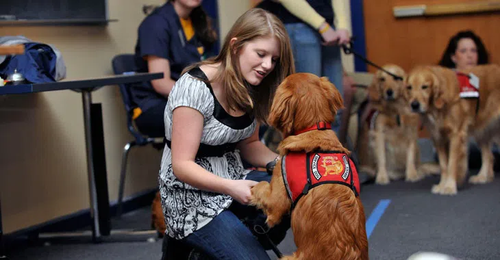 A student is on her knees training a service dog wearing a vest. 