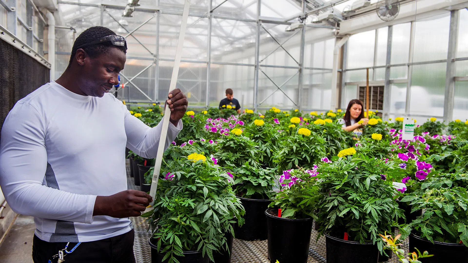 A student tending to flowers inside the Evansdale Greenhouse 