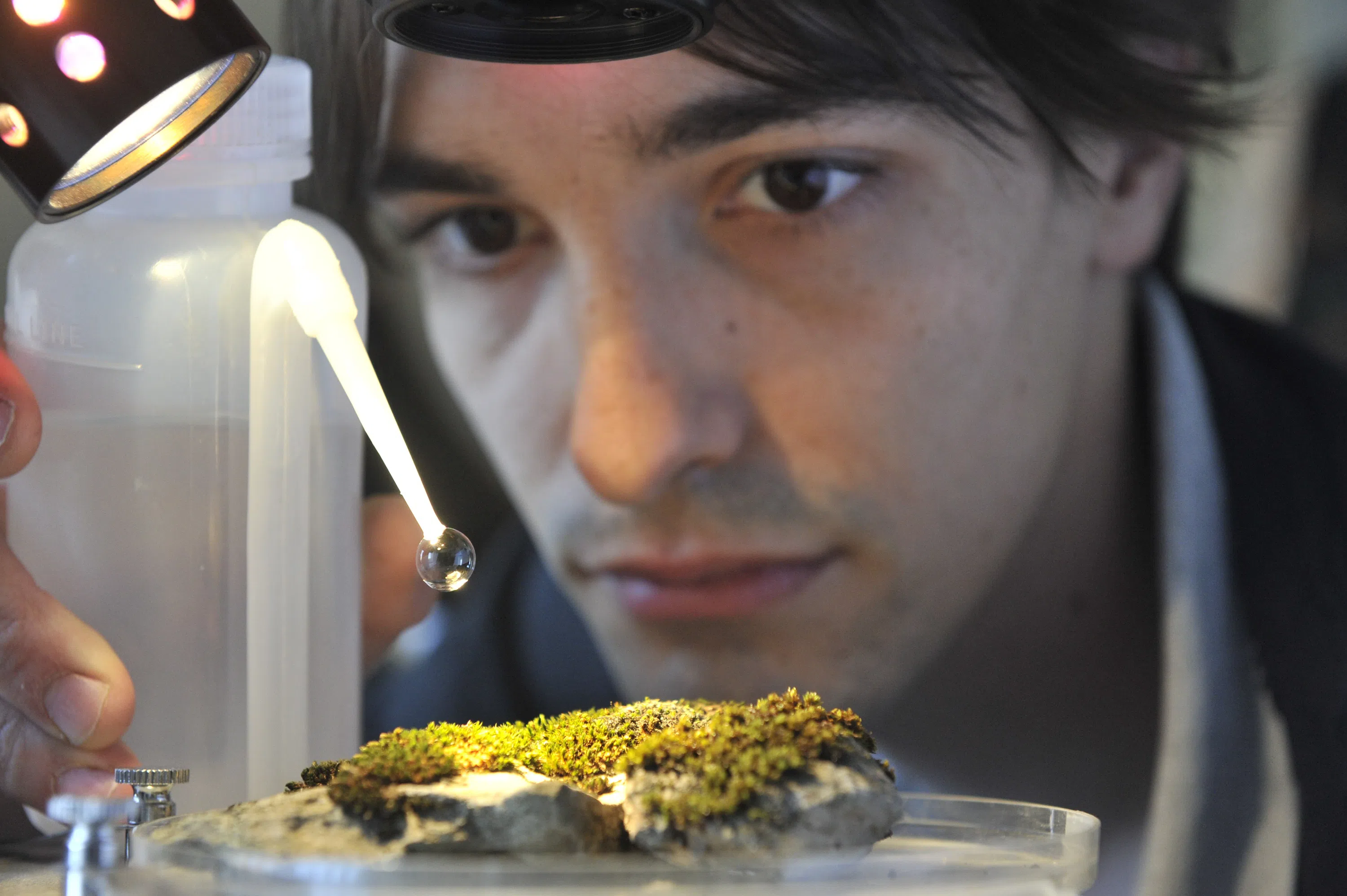 A student uses and dropper on a sample of moss.