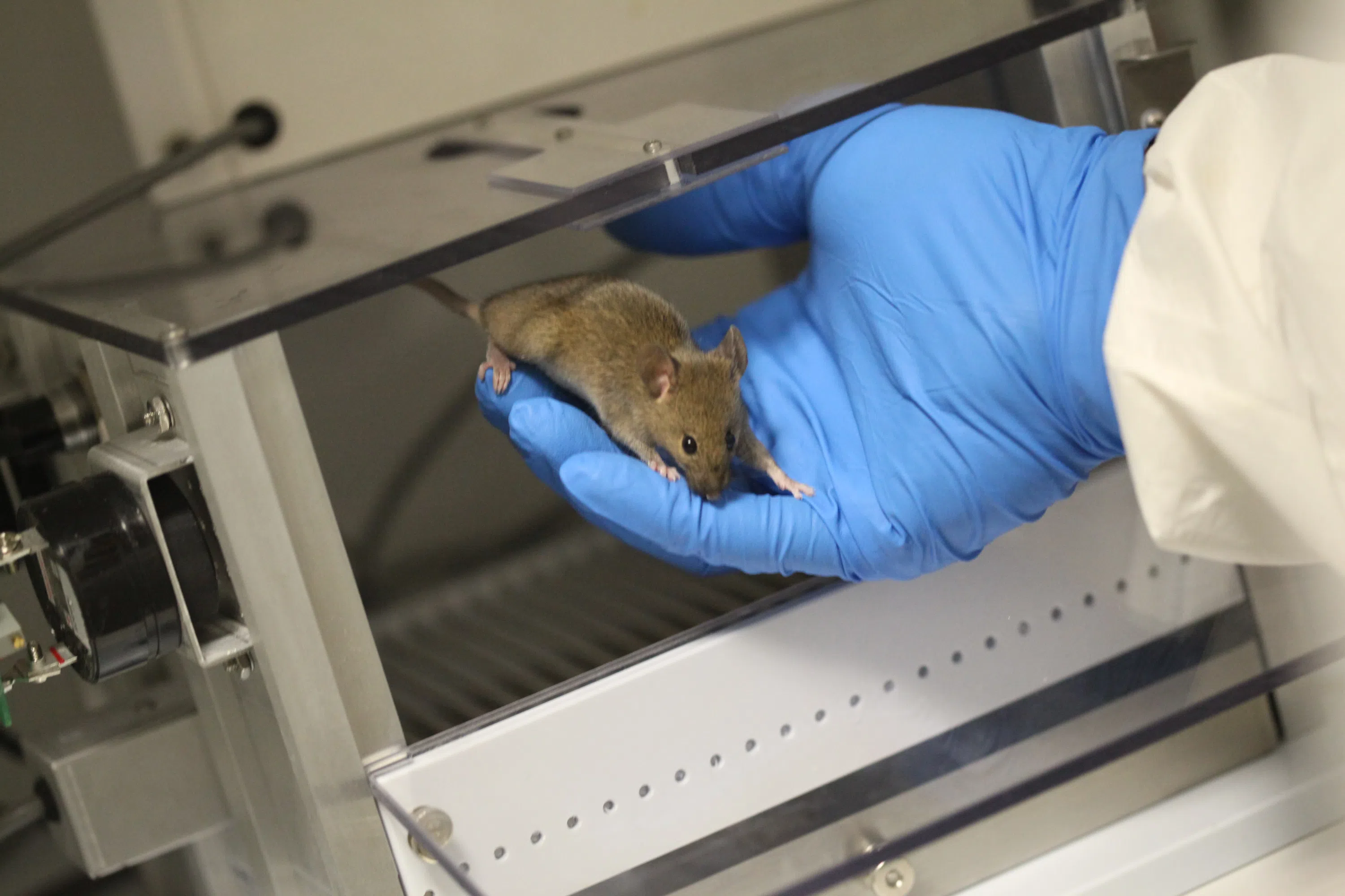 A rat is placed in an operant chamber.