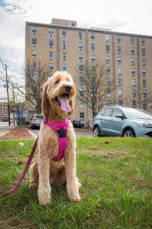 A happy golden-doodle dog sits in front of Knapp Hall, a tall beige building.