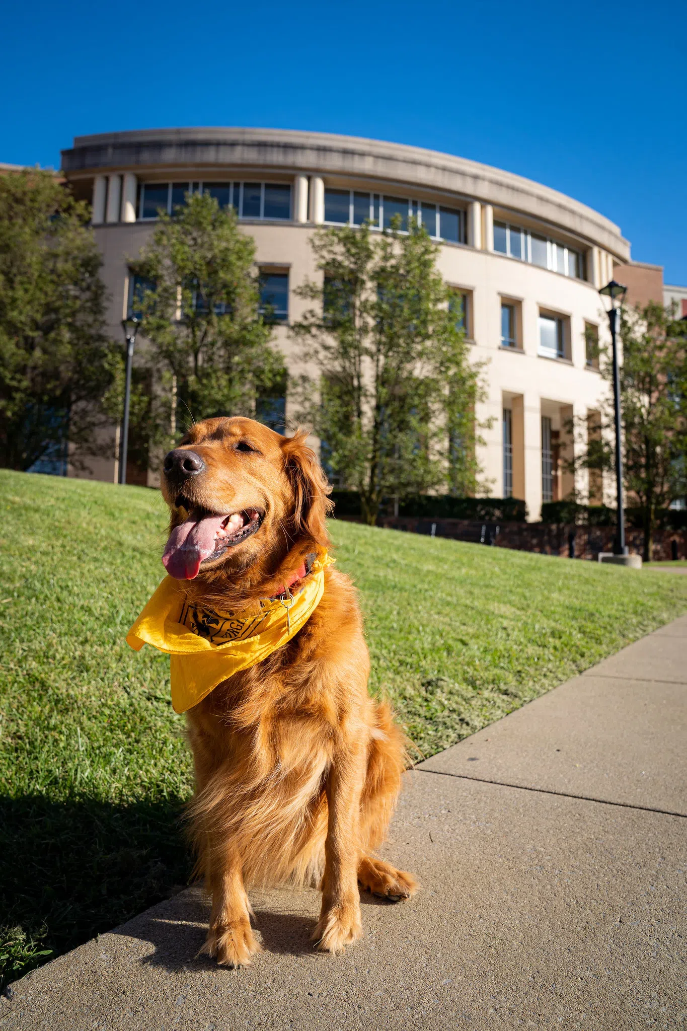 A Dog in a WVU Bandana sits in front of the Library 