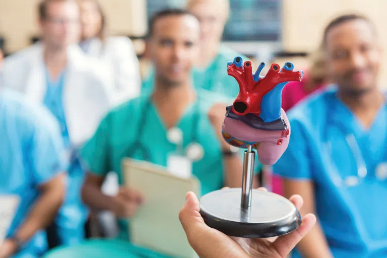 Students studying a heart in anatomy