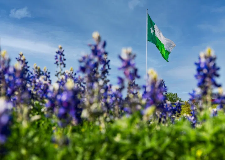 A picture of bluebonnets in the foreground with the UNT battle flag flying above the flowers in the background.