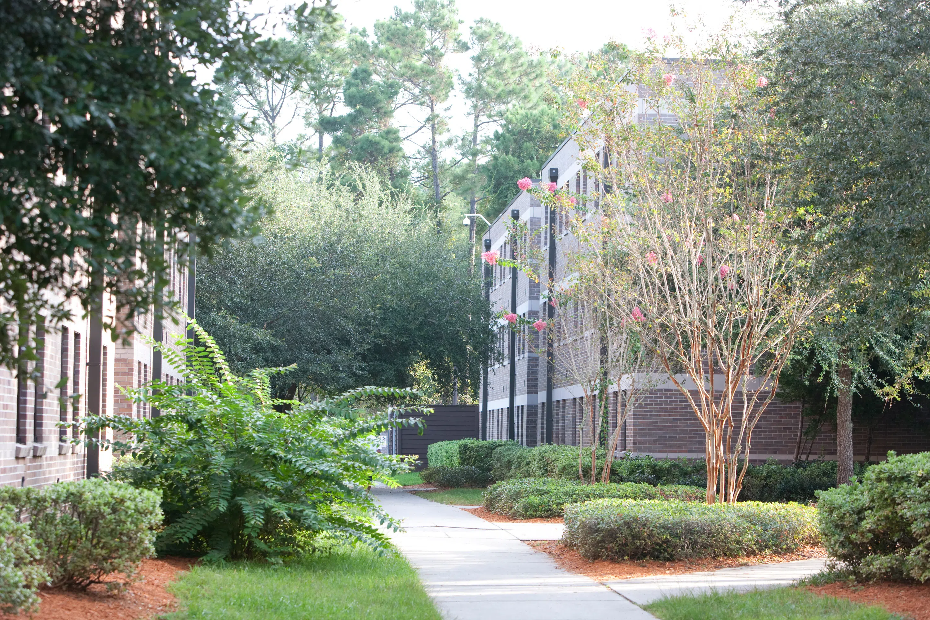 Sidewalk between Osprey Cove buildings