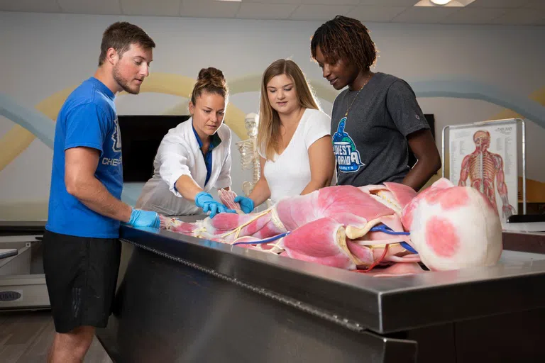 Four students review a model of the human body. 