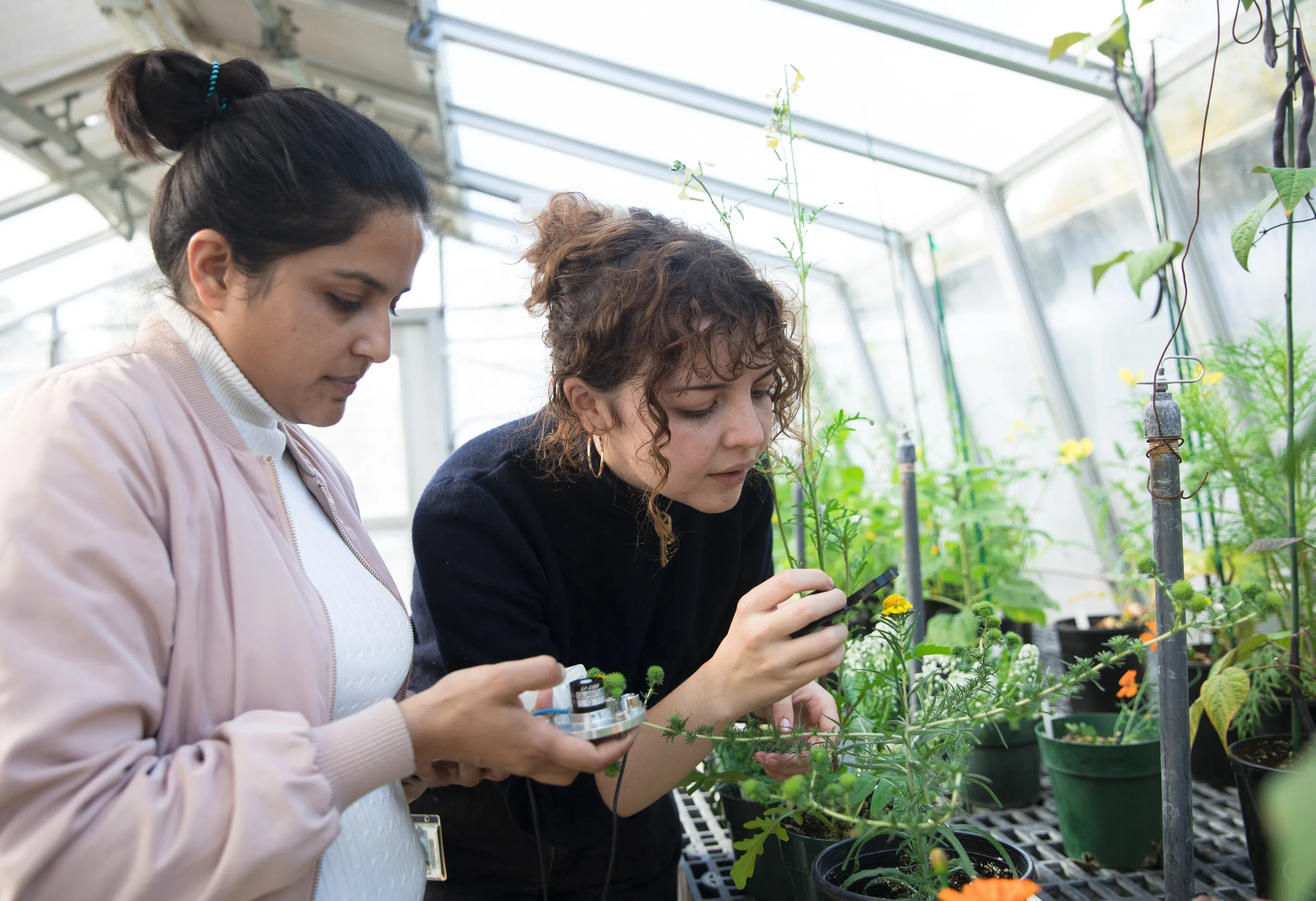 Students work in a greenhouse