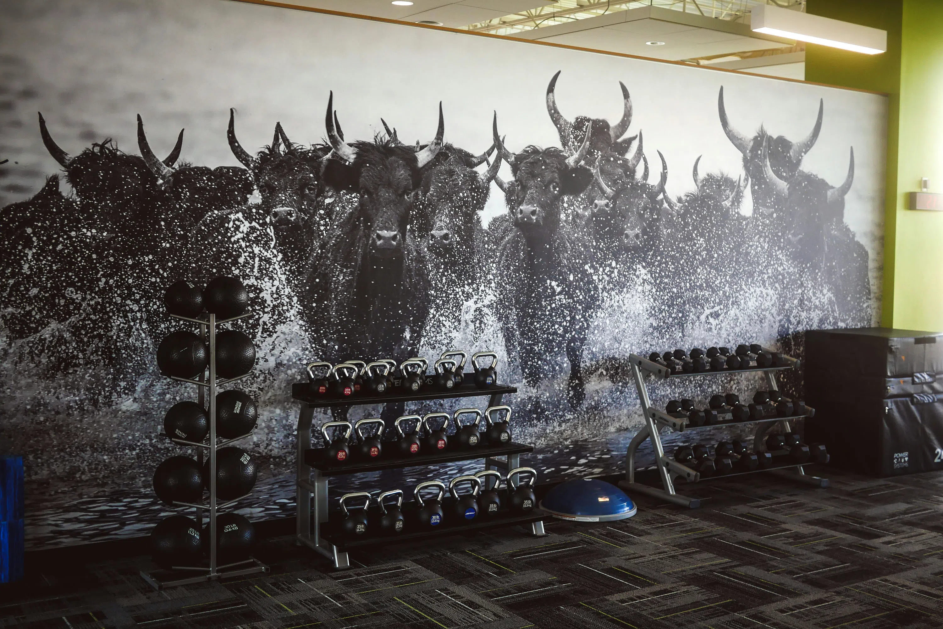 Racks of weights at The Fit.