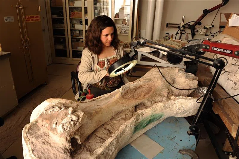 A woman works on a dinosaur bone