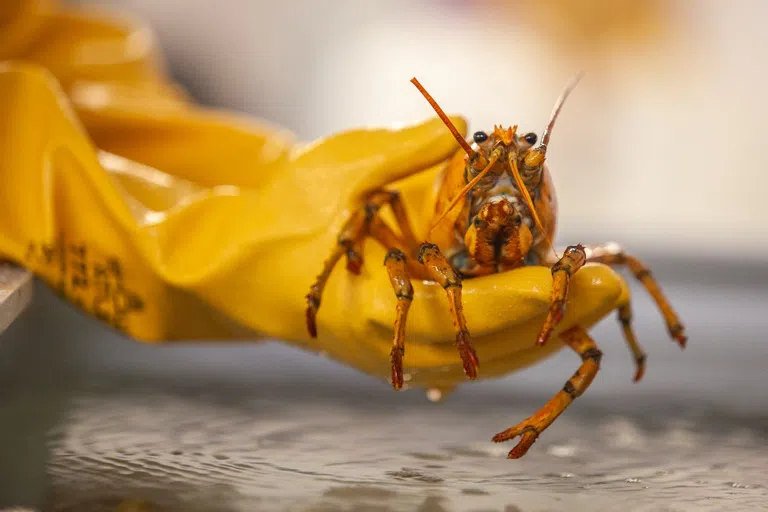 two hands in yellow gloves hold a yellow lobster