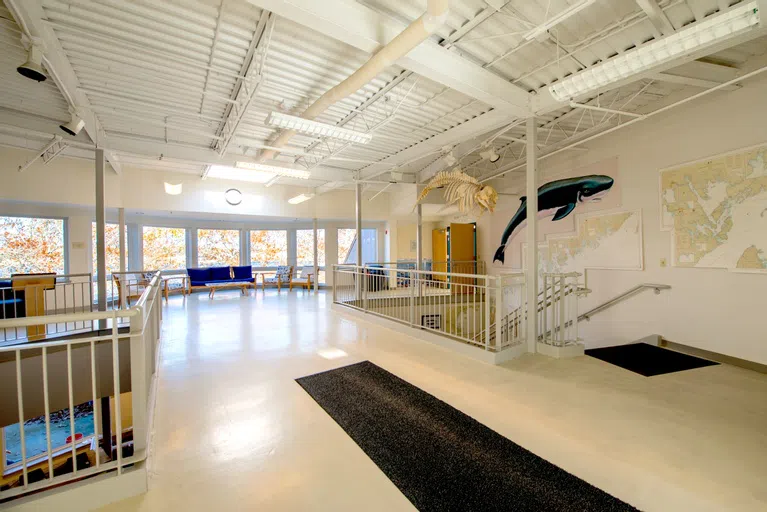 large white room with a skeleton, a whale painting, couches, and a wall of windows