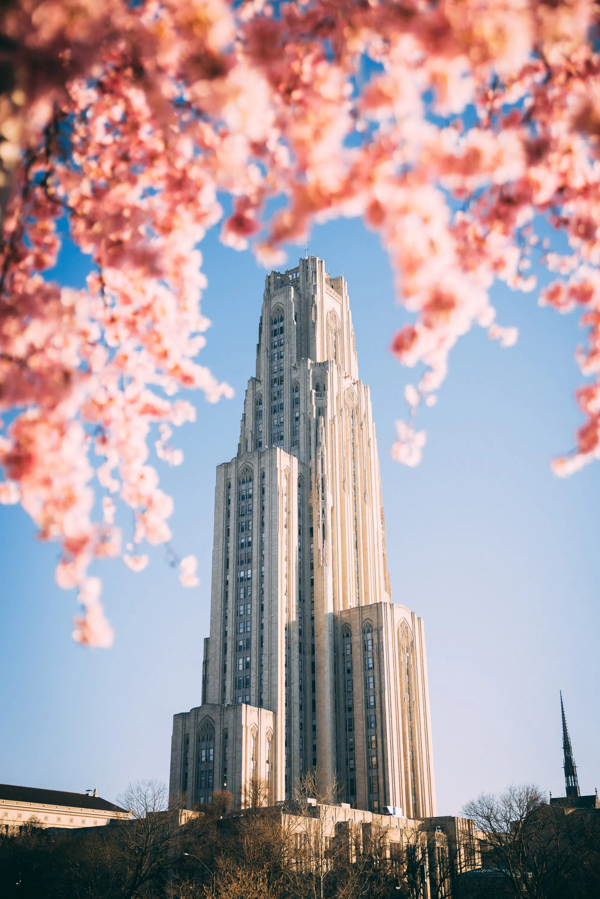 blossoms surround a view of the Cathedral of Learning