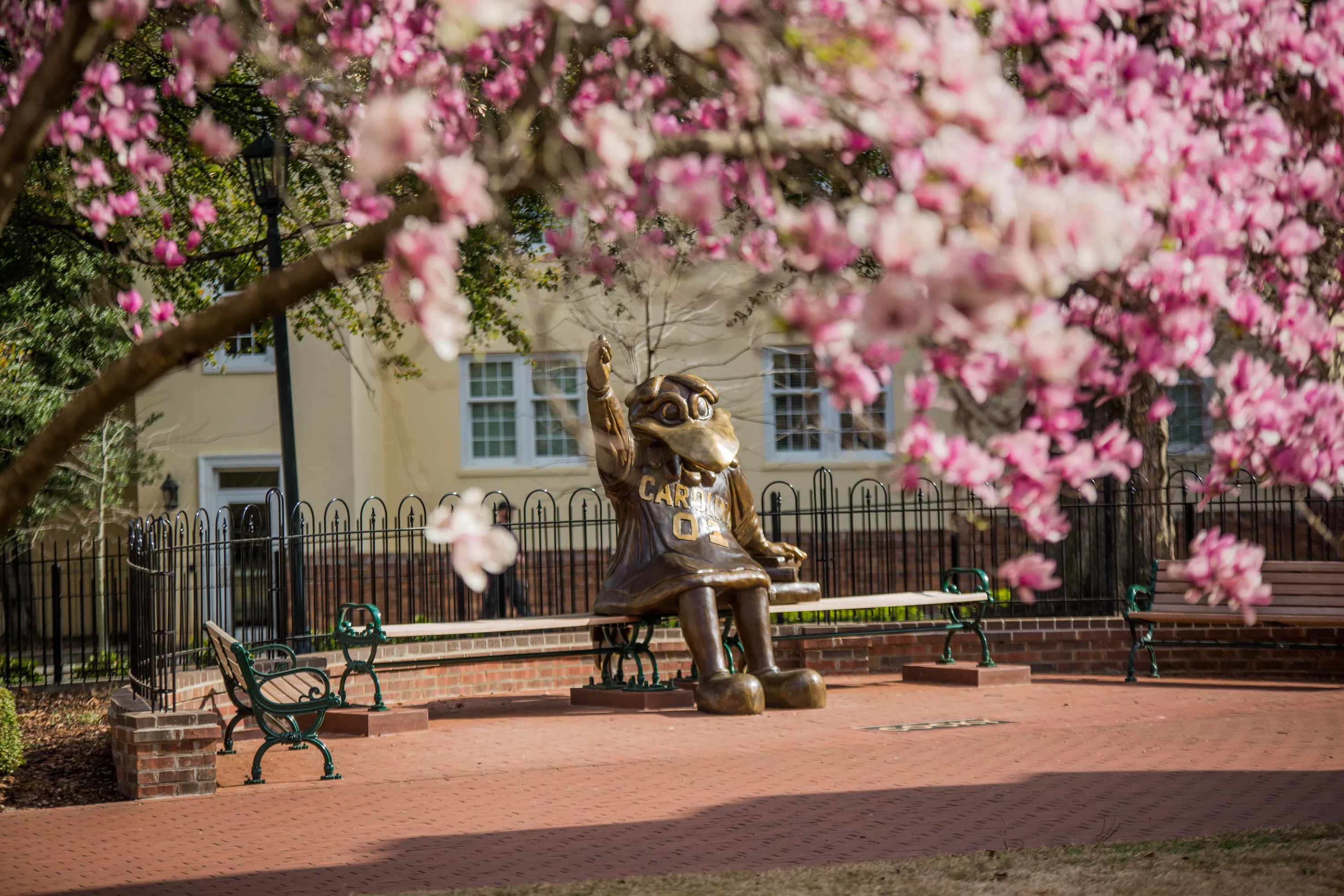 View of the Cocky Statue with pink flowers in the foreground