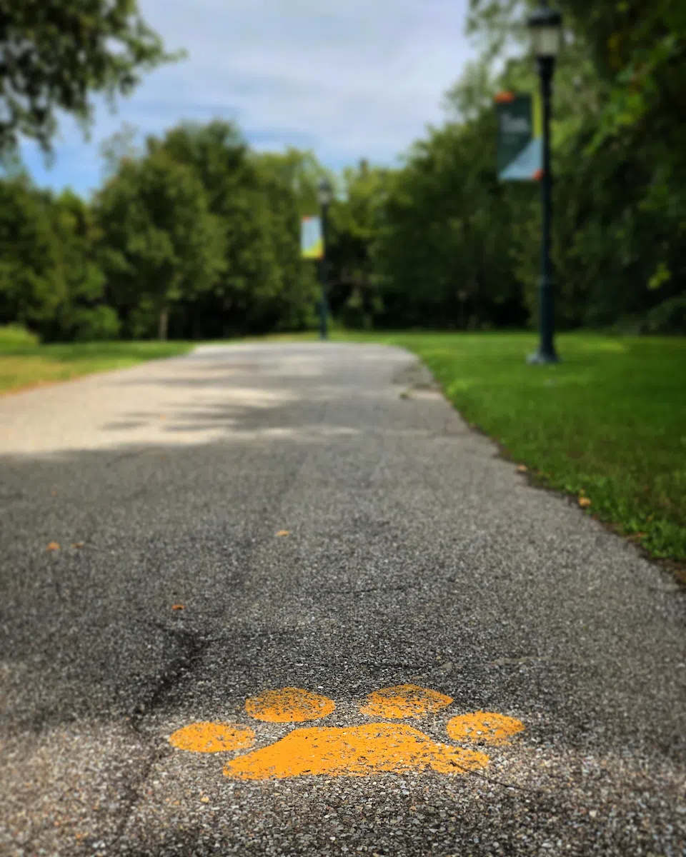 Painted catamount paw print on path.