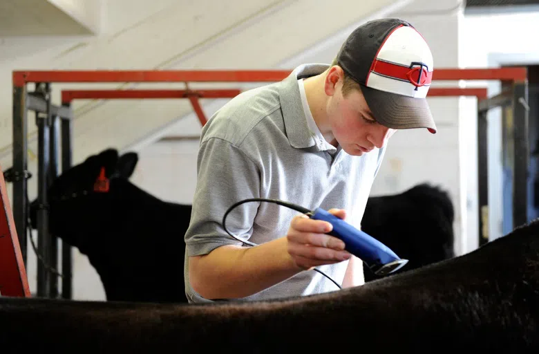 Started in 1890, the NDSU beef herd supports NDSU’s mission of research, outreach, and teaching by providing high-quality cattle for those purposes. 