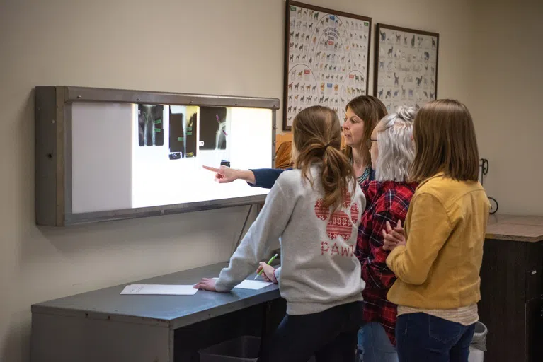 Get hands on experience in our vet tech program like these students analyzing x-rays!