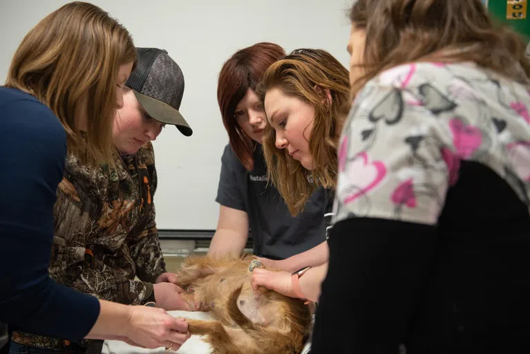 Our vet tech students get hands-on opportunities not just with analyzing results, but also working with the real-life patients!