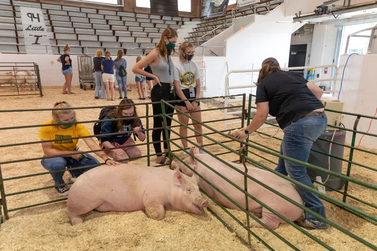 Each year, the NDSU Department of Animal Sciences hosts Moos, Ewes, and More, an exciting opportunity to learn more about animal-based agriculture.