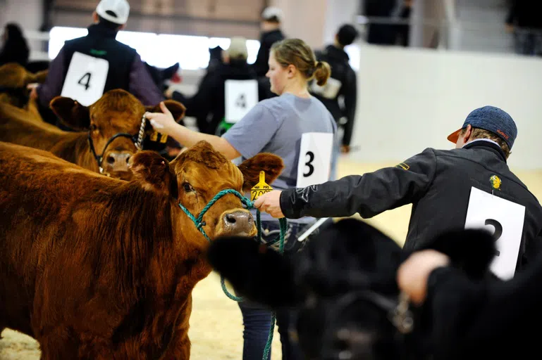 Little International is a fun event put on by our agriculture departments that allow students to get hands-on experience showing livestock!