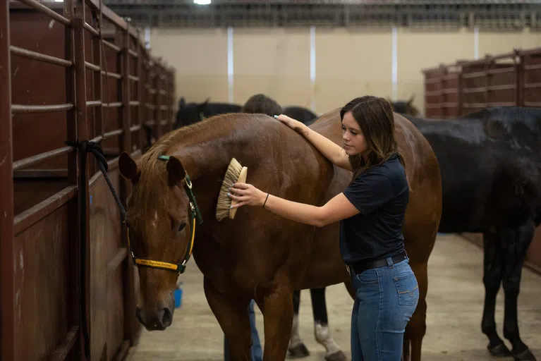 Have a horse you would like to bring with you to NDSU? Full time NDSU students can board horses at the Equine Center.