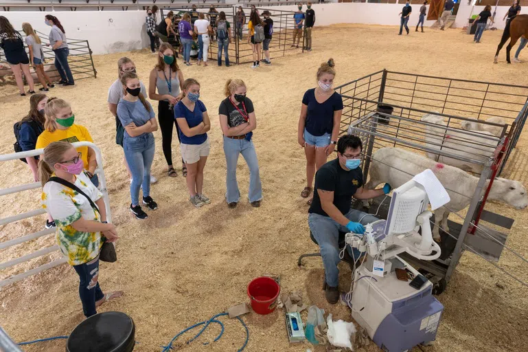 Inside Shepperd Arena, students can observe and engage with all types of animals. You can even watch ultrasounds done on sheep!