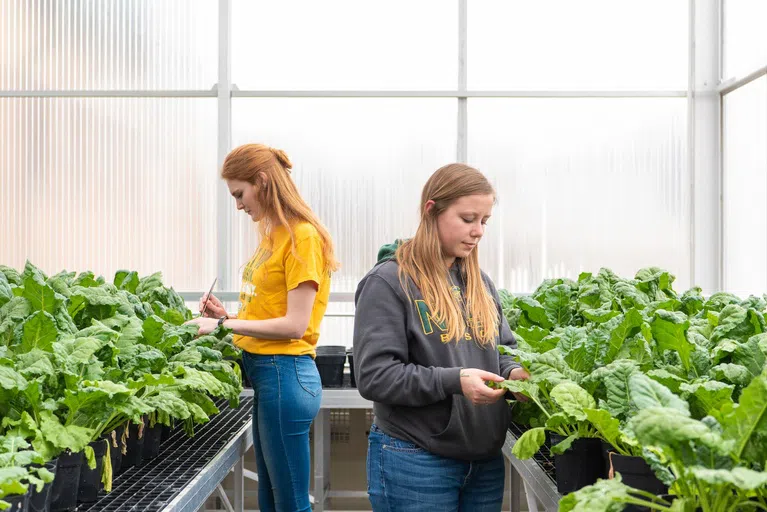 Crop and Weed Sciences, Biological Sciences, Horticulture, and many other academic disciplines use the greenhouse spaces at NDSU.