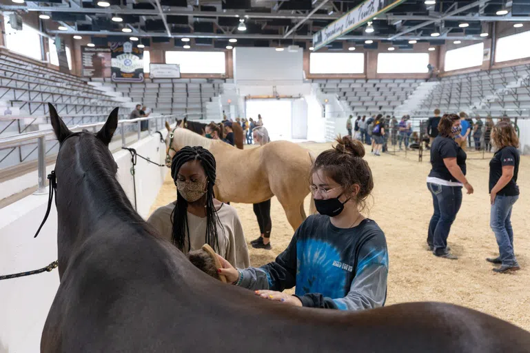 Everyone is welcome to attend events held in Shepperd. The most popular is taking a moment to relax inside by learning how to groom horses! 